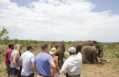 Wild Horizons Elephant Encounter