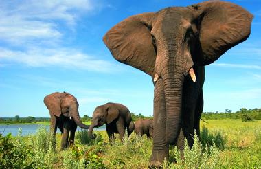 Wild Horizons Elephant Encounter