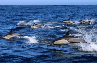 Marine Dynamics Whale Tours