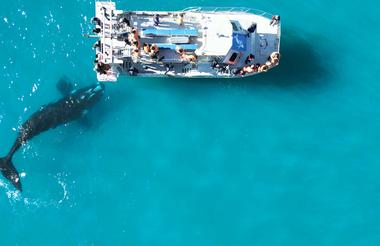 Southern Right Whale