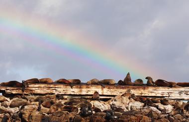 Marine Dynamics Whale Tours