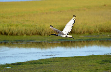 A vast array of Bird life can be experienced on the Knysna estuary