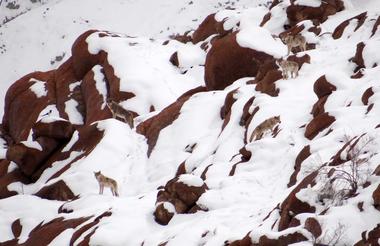 Wolf pack