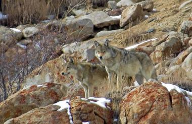 Wolves at their vantage point -  scanning the lodge grounds for food