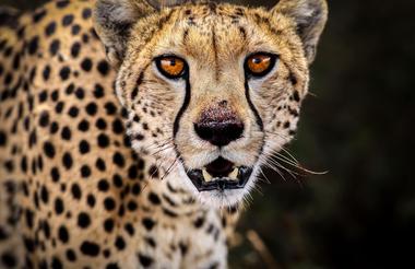 Game Drives in Tarangire