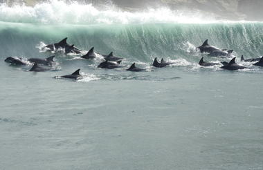 We often find large pods of dolphins playing in the waves close to Brenton on Sea
