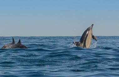 Common dolphins are just one of the three dolphins we experience along our coastline