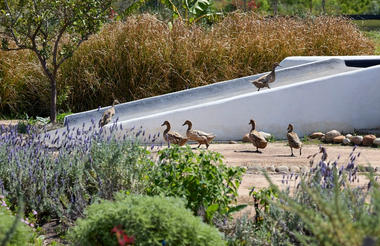 Spier Food Garden 