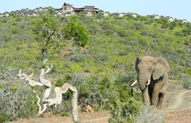 View of Kuzuko Lodge from the Addo Elephant Park 