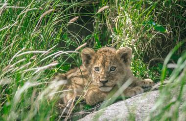 Lion Cub