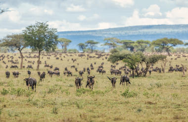 Elewana Collection Serengeti Migration Camp