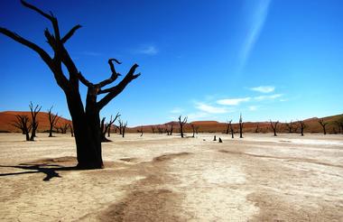 Dead vlei