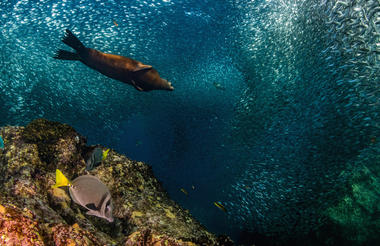 Snorkeling in the Sea of Cortez