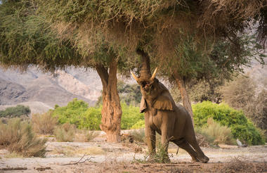 Hoanib Valley Camp - Game Drive Elephant 