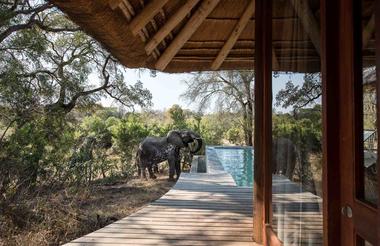 Leadwood Lodge suite plunge pool