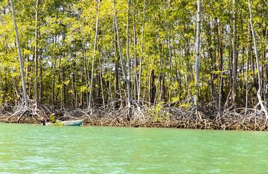 Tucanes Tours Damas Island Kayaking