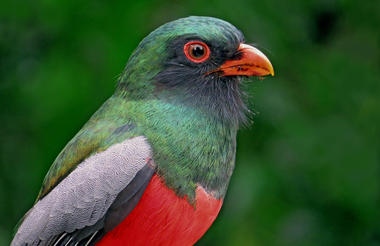 Trogon 