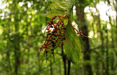 Monteverde Cloud Forest Reserve Tour