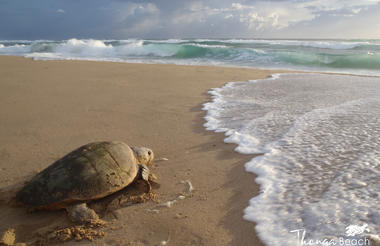 Turtles on Thonga Beach