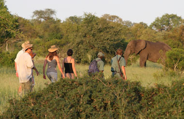 Rhino Walking Safaris