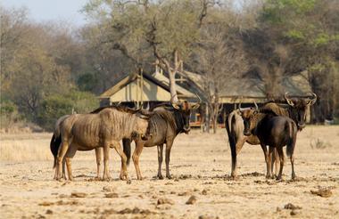 Wildebeest in front of Plains Camp