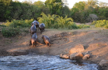 Plains Camp @ Rhino Walking Safaris - Kruger - Wildlife