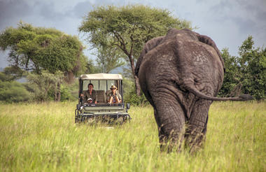 Time with elephants