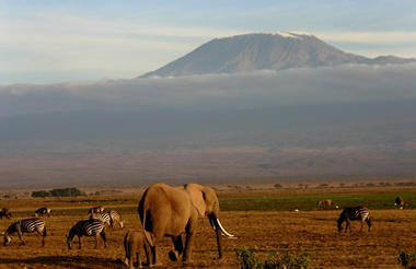 Snow-capped Kili