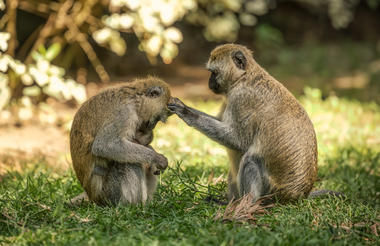 Elewana Collection Arusha Coffee Lodge
