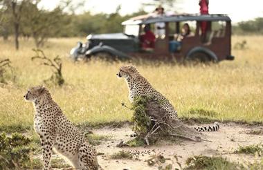 Cottar's Game Drive