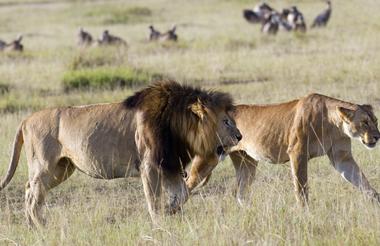 Masai Mara