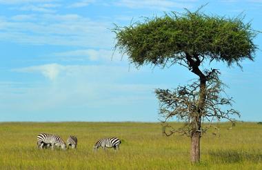 Masai Mara