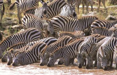 Masai Mara