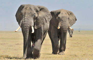 Elephants at Ndutu Safari Lodge