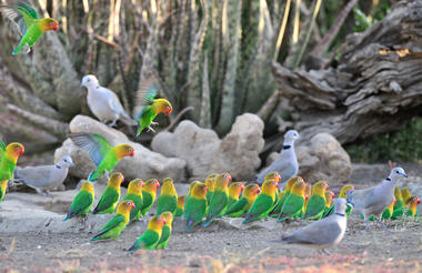 Lovebirds at Ndutu Safari Lodge 