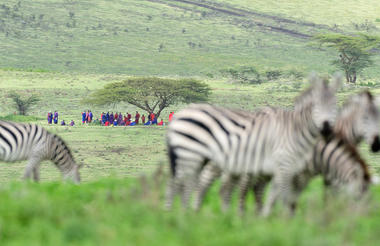 The Maasai and Zebra at Ndutu Safari Lodge