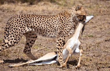 Serengeti