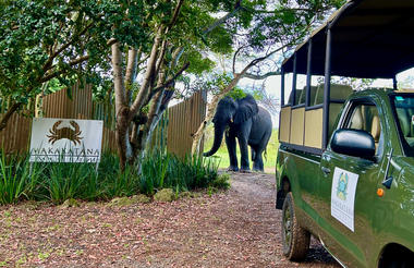 Elephant at Makakatana