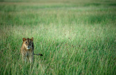 Singita Grumeti
