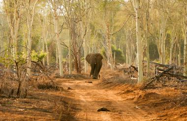 Elephant waling through Fever Tree Forest