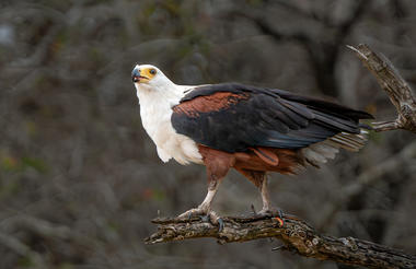 Spectacular Birding at Jock Safari Lodge