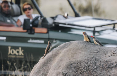 Game Drives | Twice Daily
