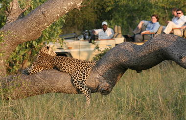 Game Viewing Leopard Sighting