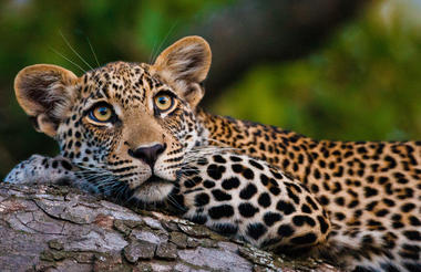 Motswari Private Game Reserve | Leopard