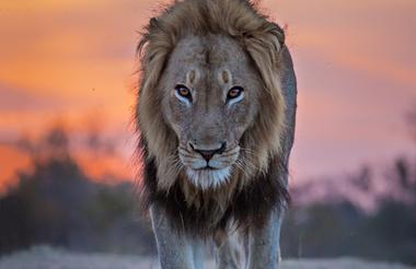 Motswari Private Game Reserve | Lion
