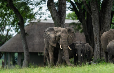 Elephants around Camp