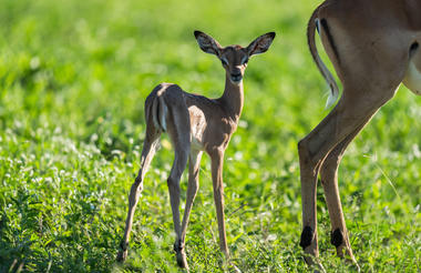 Impala