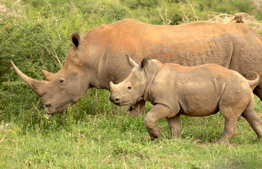 On safari  - Rhino