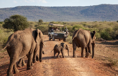 Wildlife