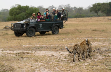 Mating leopards and vehicle